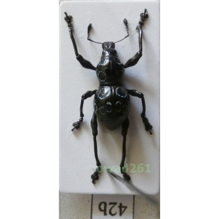 Metapocyrtus proteus Heller, 1921 male Philippines42b